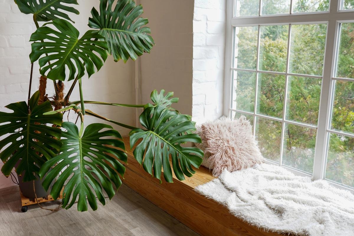 Plantas en casa: la tendencia que está transformando hogares